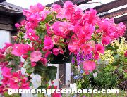 ვარდისფერი ყვავილების ქაღალდის ყვავილი (Bougainvillea) სახლი მცენარეთა ფოტო