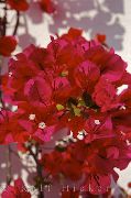 czerwony Kwiat Bugenwilli (Areca) (Bougainvillea) Rośliny domowe zdjęcie