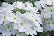 blanco Flor Verbena (Verbena Hybrida) Plantas de interior foto