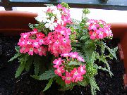 ვარდისფერი ყვავილების ვერბენა (Verbena Hybrida) სახლი მცენარეთა ფოტო