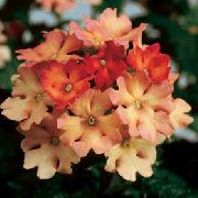 ფორთოხალი ყვავილების ვერბენა (Verbena Hybrida) სახლი მცენარეთა ფოტო
