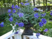 azul Flor Verbena (Verbena Hybrida) Plantas de interior foto