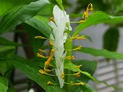 bílá Květina Tanec Lady (Globba-winitii) Pokojové rostliny fotografie