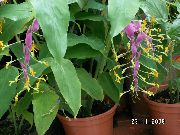 紫丁香 花 舞小姐 (Globba-winitii) 室内植物 照片
