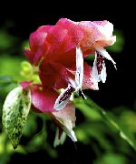 beyaz çiçek Kırmızı Karides Bitki (Beloperone guttata)  fotoğraf
