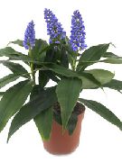 tmavomodrá Kvetina Blue Zázvor (Dichorisandra) Izbové Rastliny fotografie