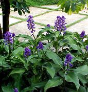 azul escuro Flor Blue Ginger (Dichorisandra) Plantas de Casa foto