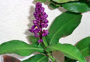 púrpura Flor Blue Ginger (Dichorisandra) Plantas de interior foto