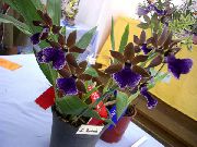 mörkblå Blomma Zygopetalum  Krukväxter foto