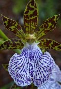 svijetloplava Cvijet Zygopetalum  Biljka u Saksiji foto