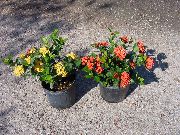 rojo Flor Olla Rota, Príncipe De Naranja (Ixora) Plantas de interior foto