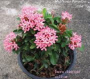 roze Bloem Gebroken Pot, Prins Van Oranje (Ixora) Kamerplanten foto