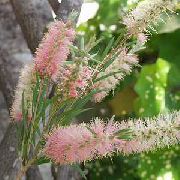rožinis žiedas Šepečiai Ir Butelių (Callistemon) Kambariniai augalai nuotrauka