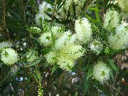 бял Цвете Bottlebrush (Callistemon) Стайни растения снимка