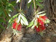 червен Цвете Bottlebrush (Callistemon) Стайни растения снимка