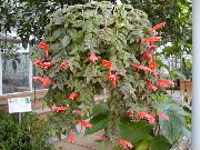czerwony Kwiat Kolumneya (Columnea) Rośliny domowe zdjęcie