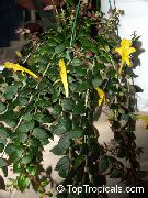 żółty Kwiat Kolumneya (Columnea) Rośliny domowe zdjęcie