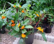 apelsin Blomma Brinnande Costus  Krukväxter foto