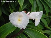 λευκό λουλούδι Φλογερό Costus  φυτά εσωτερικού χώρου φωτογραφία