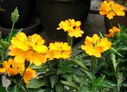 ყვითელი ყვავილების Firecracker Flower (Crossandra) სახლი მცენარეთა ფოტო