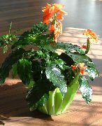 oranžový Žabky Kvetina (Crossandra) Izbové Rastliny fotografie