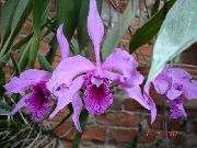 紫丁香 花 Laelia  室内植物 照片
