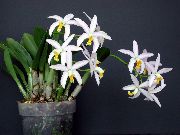bílá Květina Laelia  Pokojové rostliny fotografie