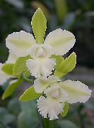 bijela Cvijet Lycaste  Biljka u Saksiji foto