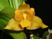žlutý Květina Lycaste  Pokojové rostliny fotografie