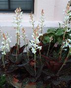bílá Květina Šperk Orchidej (Ludisia) Pokojové rostliny fotografie