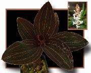 hvit Blomst Jewel Orchid (Ludisia) Potteplanter bilde