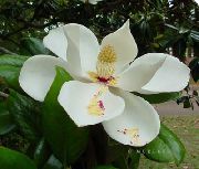 balts Zieds Magnolija (Magnolia) Telpaugi foto