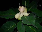 balts Zieds Magnolija (Magnolia) Telpaugi foto