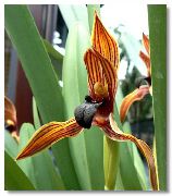 laranja Flor Coconut Pie Orchid (Maxillaria) Plantas de Casa foto