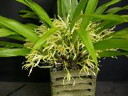 黄 椰子饼兰花 (Maxillaria) 室内植物 照片