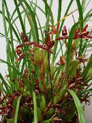 クラレット フラワー ココナッツパイ蘭 (Maxillaria) 観葉植物 フォト