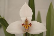 wit Bloem Kokosnoot Taart Orchidee (Maxillaria) Kamerplanten foto