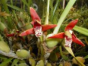 raudonas žiedas Kokoso Pyragas Orchidėja (Maxillaria) Kambariniai augalai nuotrauka