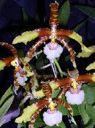 white Flower Tiger Orchid, Lily of the Valley Orchid (Odontoglossum) Houseplants photo