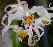 biela Kvetina Tiger Orchidea, Konvalinka Orchidea (Odontoglossum) Izbové Rastliny fotografie