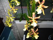 giallo Fiore Tiger Orchidea, Mughetto Orchidea (Odontoglossum) Piante da appartamento foto