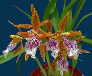 оранжев Цвете Тигър Орхидея, Момина Сълза Орхидея (Odontoglossum) Стайни растения снимка