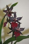 红葡萄酒 花 虎兰，谷兰百合 (Odontoglossum) 室内植物 照片