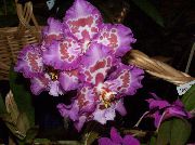 ceriņi Zieds Tiger Orhideja, Maijpuķītes Orhideju (Odontoglossum) Telpaugi foto