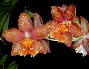 rauður Blóm Tiger Orchid, Liljum Orchid (Odontoglossum) Stofublóm mynd