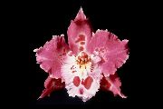 růžový Květina Tiger Orchidej, Konvalinka Orchidej (Odontoglossum) Pokojové rostliny fotografie