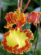 橙 跳舞的女士兰花，塞德罗斯蜂，豹兰花 (Oncidium) 室内植物 照片
