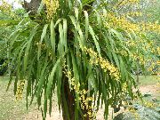 黄 跳舞的女士兰花，塞德罗斯蜂，豹兰花 (Oncidium) 室内植物 照片