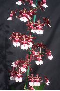claret Bloem Dansende Dame Orchidee, Cedros Bij, Luipaard Orchidee (Oncidium) Kamerplanten foto