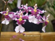 紫丁香 跳舞的女士兰花，塞德罗斯蜂，豹兰花 (Oncidium) 室内植物 照片